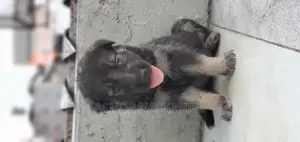 1-3 months Female Purebred German Shepherd
