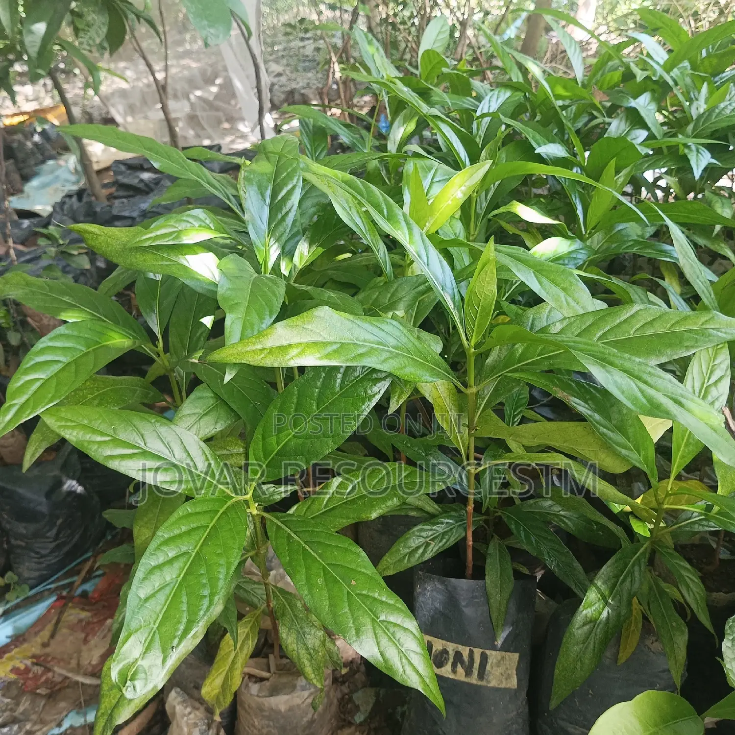Best Noni Plant Seedling