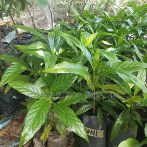 Best Noni Plant Seedling