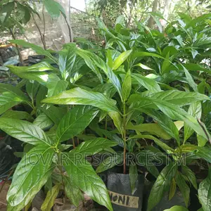 Best Noni Plant Seedling