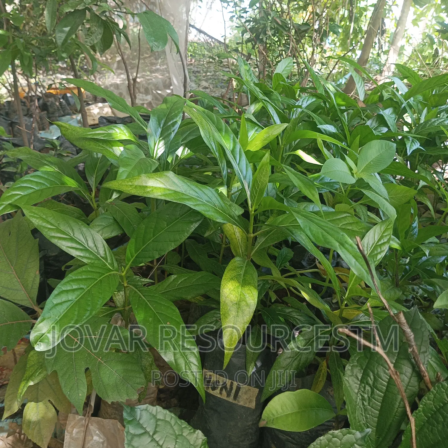 Best Noni Plant Seedling