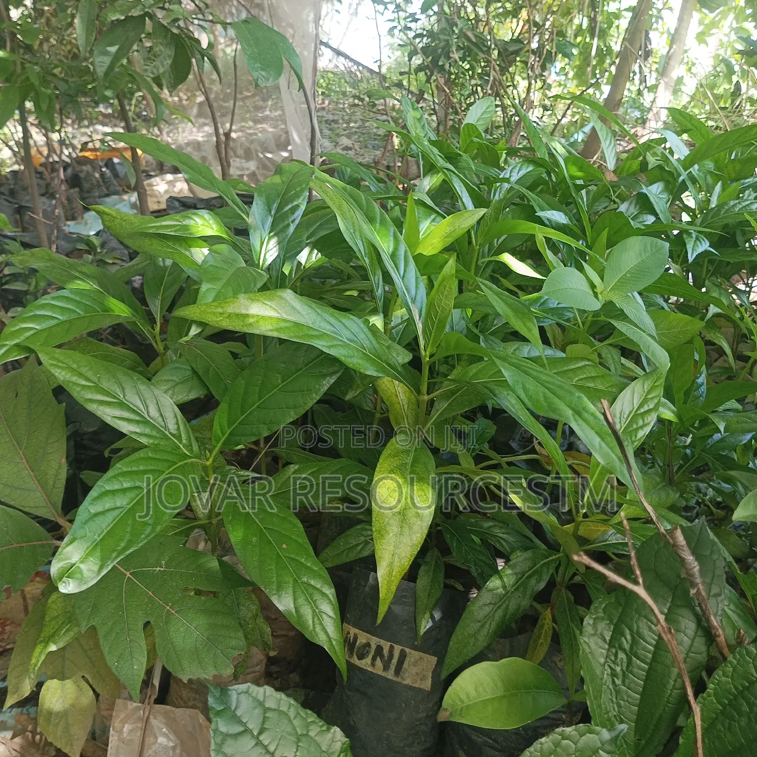 Best Noni Plant Seedling