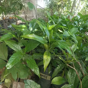 Best Noni Plant Seedling