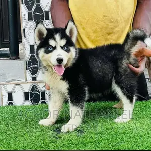 1-3 months Female Purebred Siberian Husky
