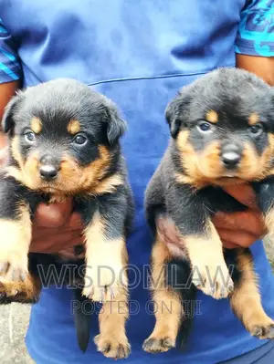 1-3 months Female Purebred Rottweiler