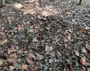 Land Measuring 6300sqm Directly on Glover Road, Ikoyi