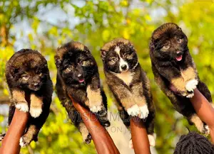 1-3 months Male Purebred Caucasian Shepherd