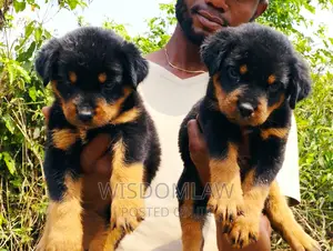 1-3 months Male Purebred Rottweiler