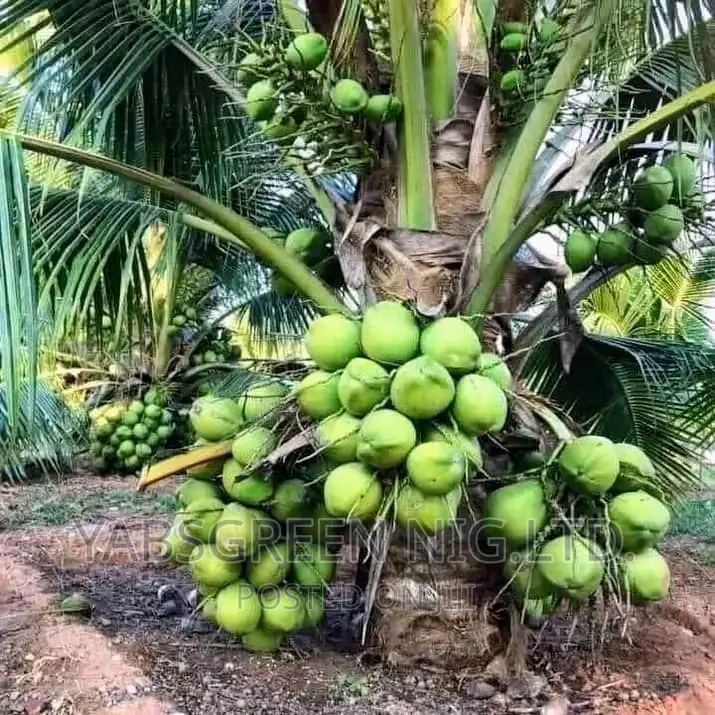 Coconut Seedlings Available