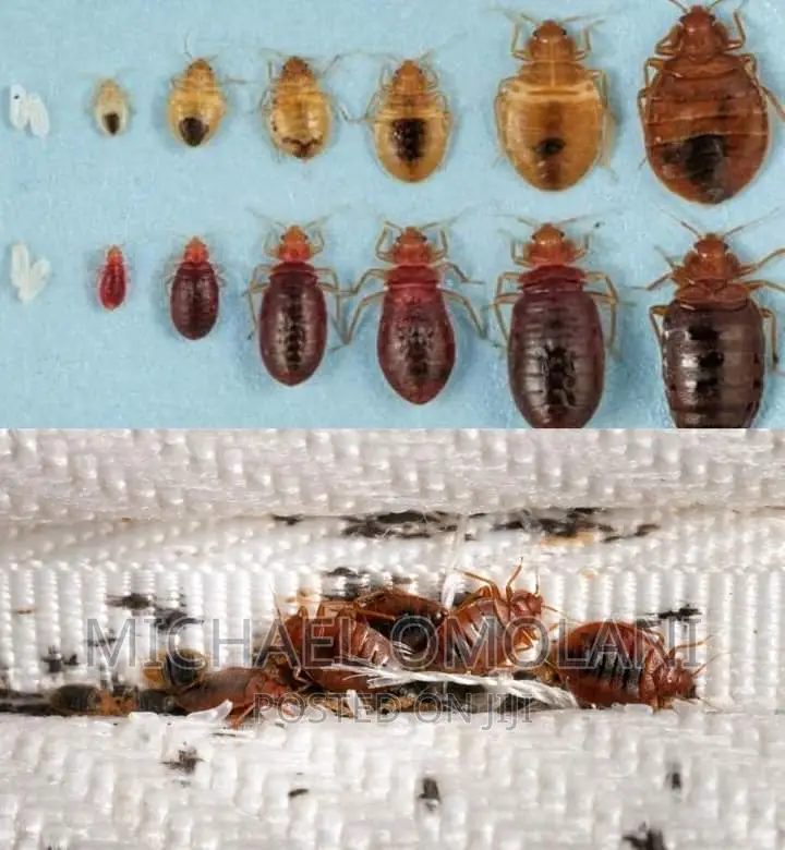 Bedbugs Terminator Dopemu Agege
