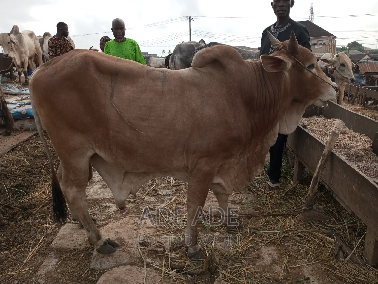 Sheep, Goad, and Chicken Carer Assistance