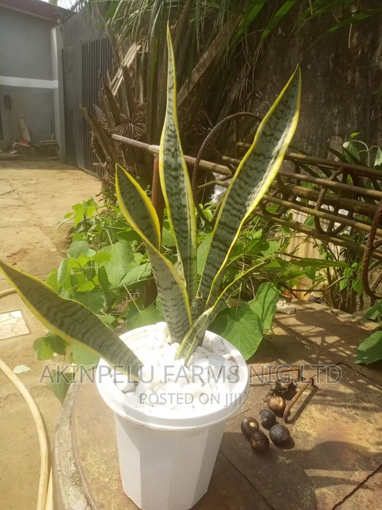 Money,Wealth Luck Attraction Plant
