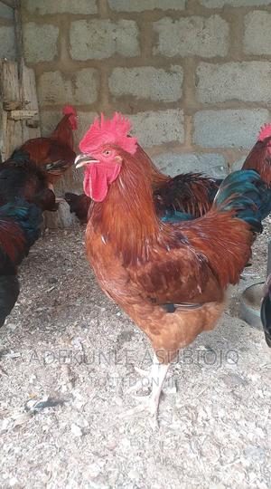 Poultry Birds of All Ages in Ibadan - Farm Animals, Adekunle Asubiojo ...