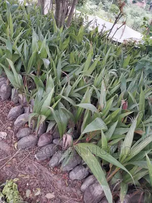 Coconut Seedlings Available