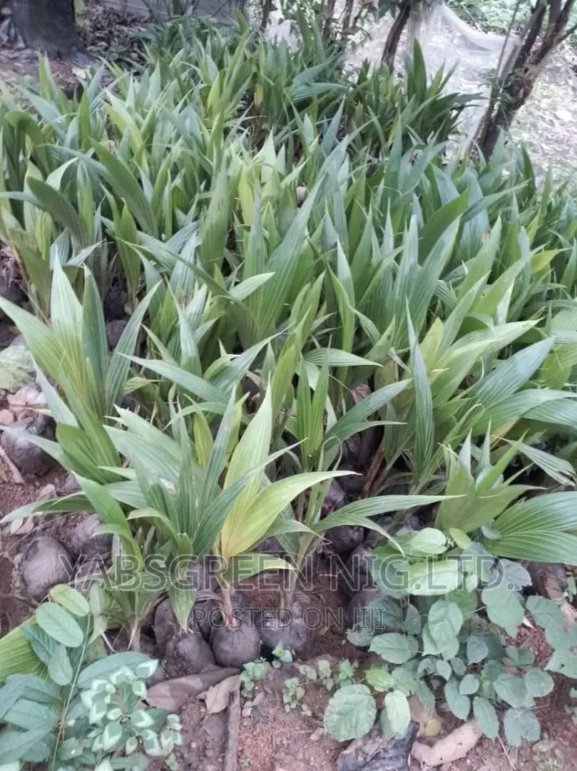 Coconut Seedlings Available