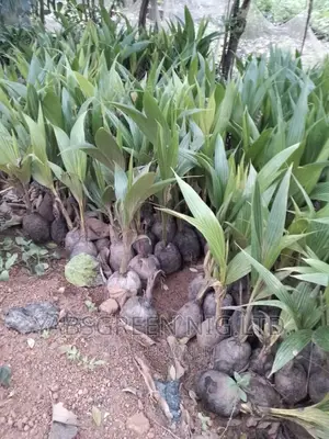 Coconut Seedlings Available