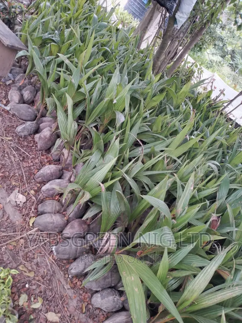 Coconut Seedlings Available