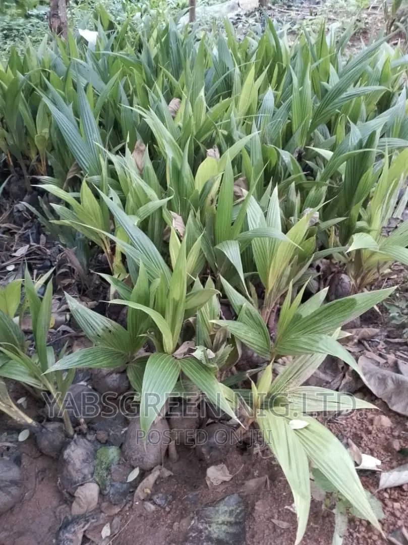 Coconut Seedlings Available