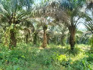 Palm Fruit Plantation for Sale 25M Akamkpa LGA