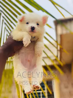1-3 months Male Purebred American Eskimo
