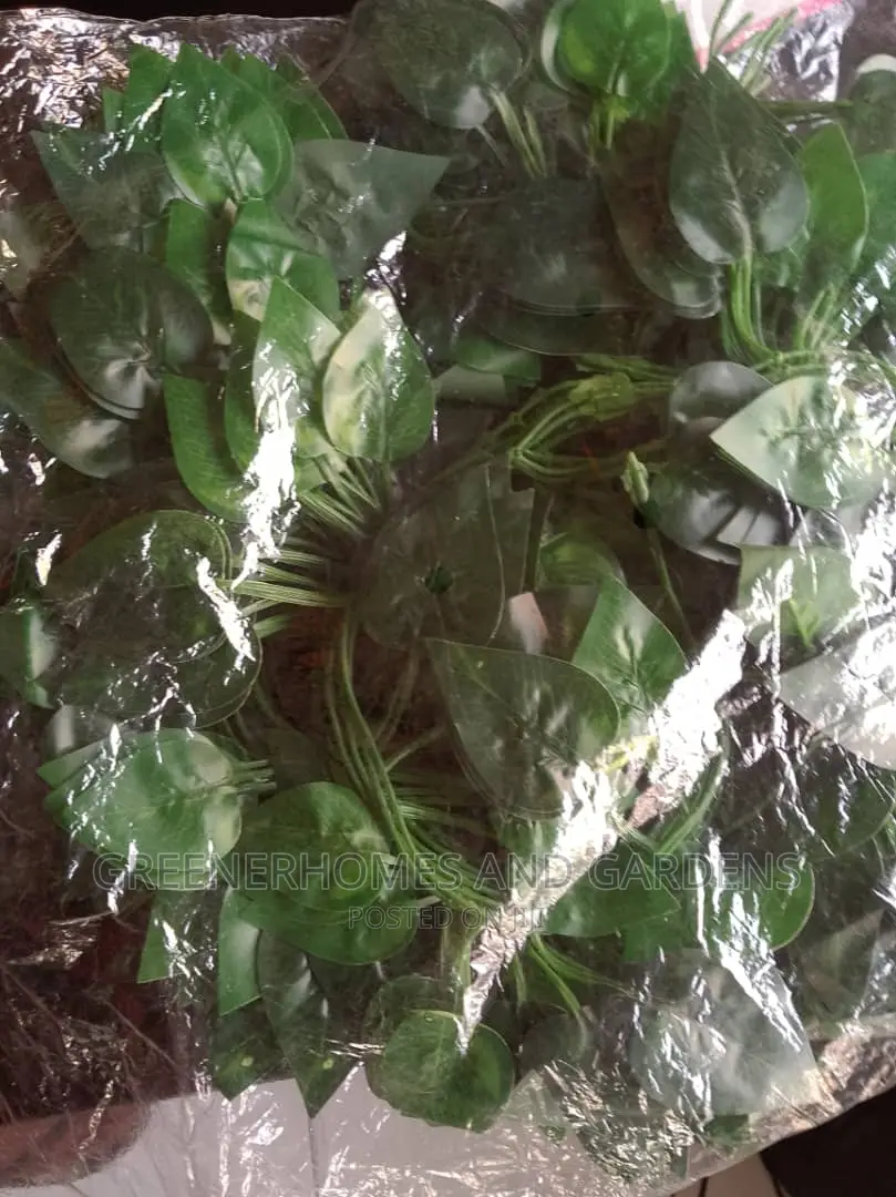 Hanging/Creeping Plants