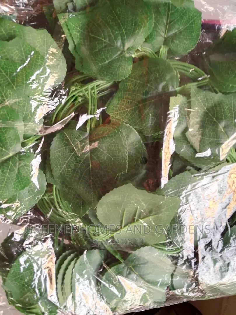 Hanging/Creeping Plants