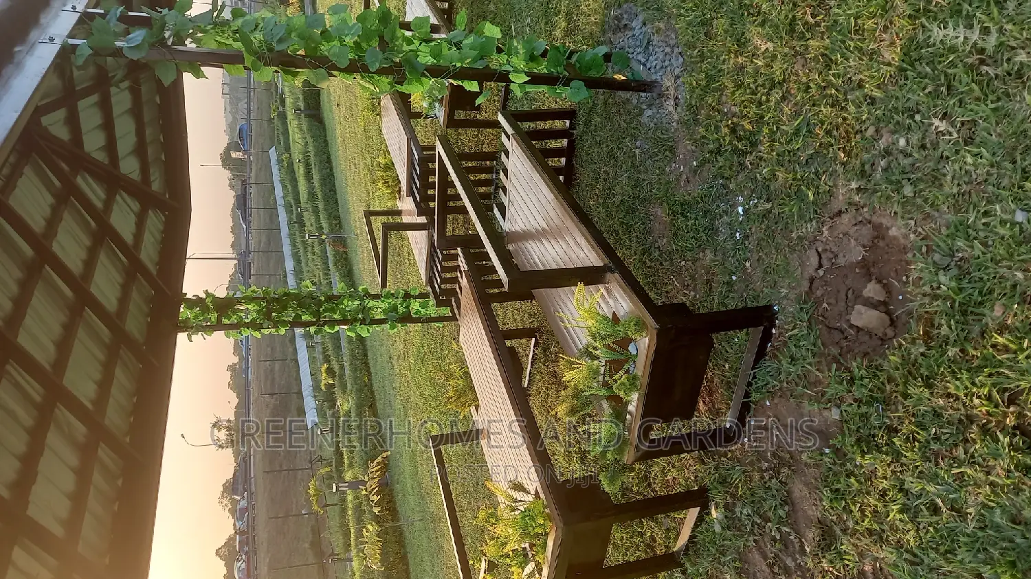 Hanging/Creeping Plants