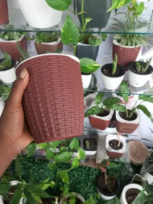 Table Plants