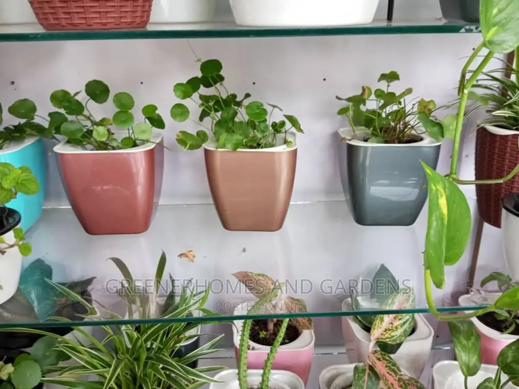 Table Plants