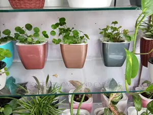 Table Plants