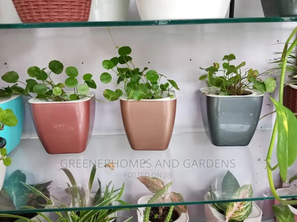 Table Plants