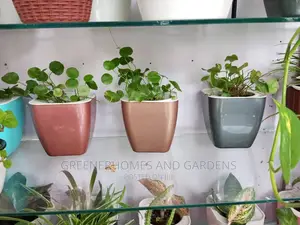 Table Plants