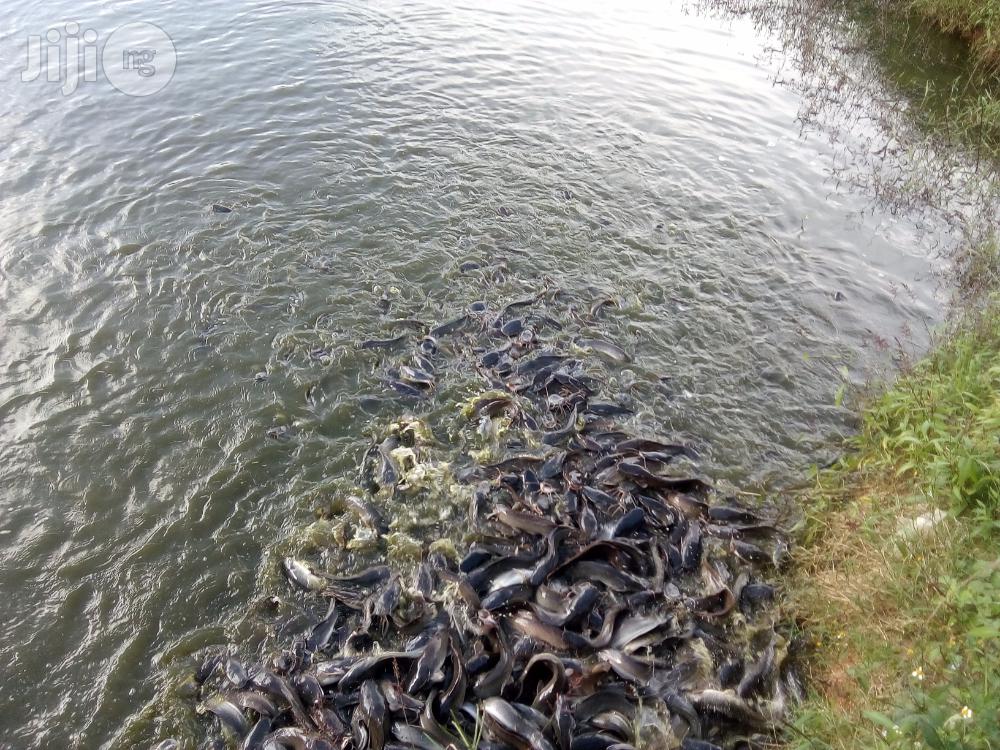 Fish Farming Made Easy