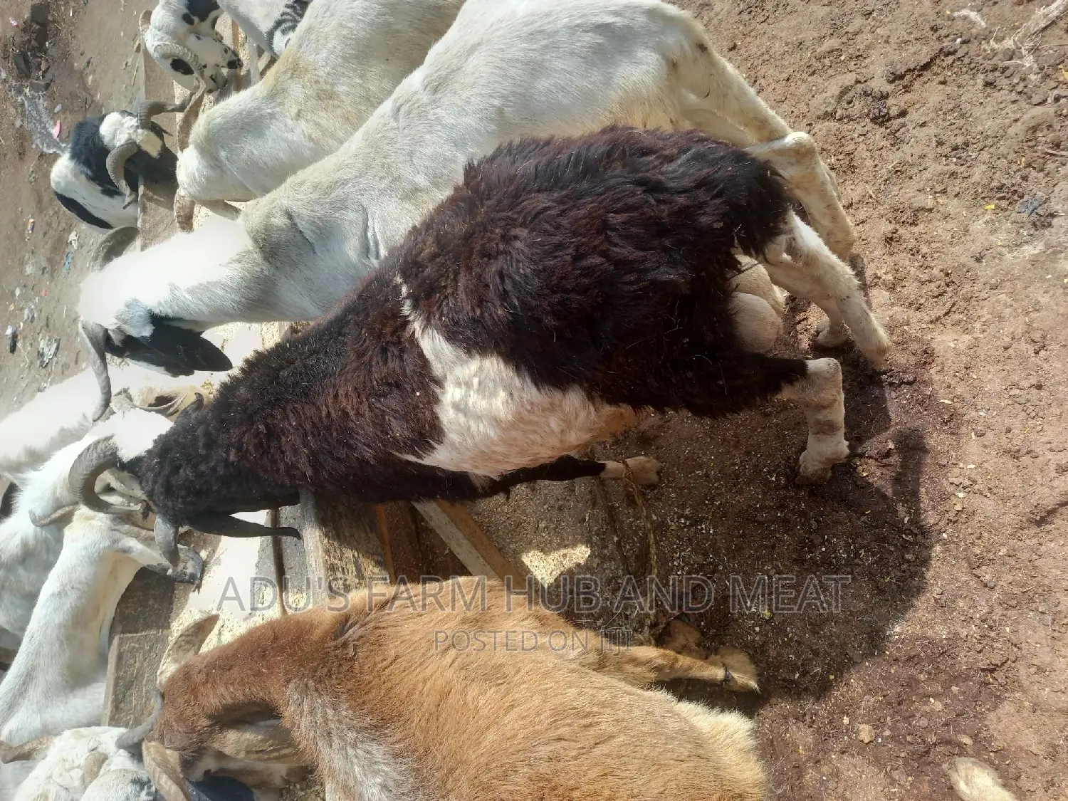 Big Ram Meat