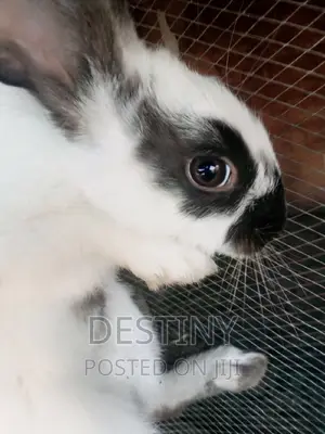 Rabbits for Sale