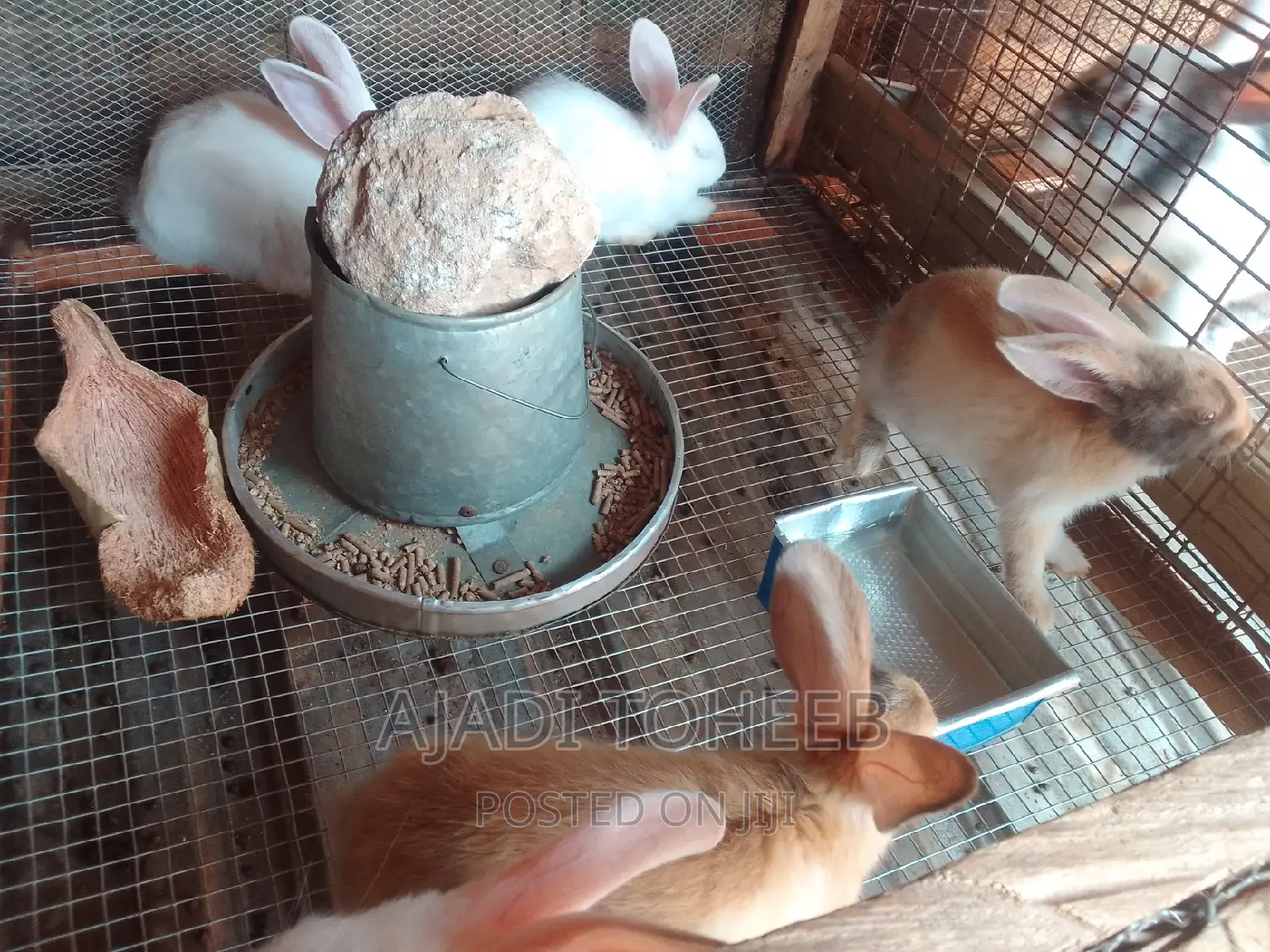 Toheeb Rabbitry