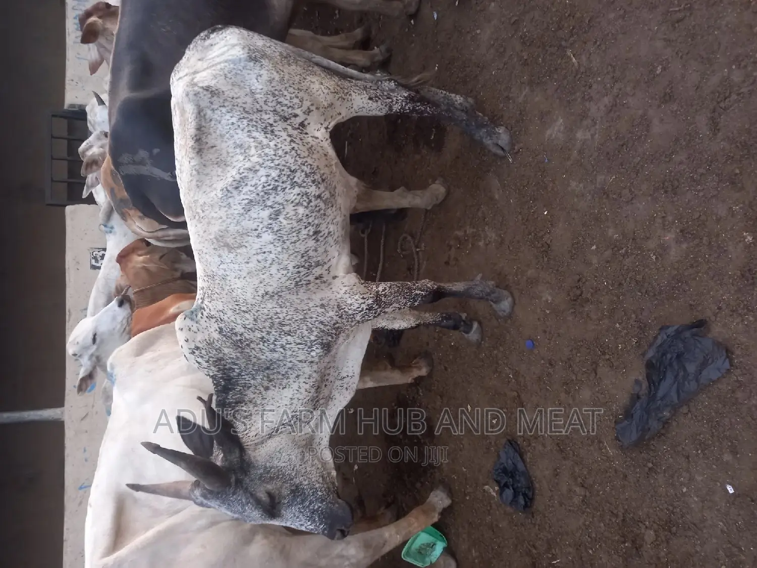 Big Healthy Cows