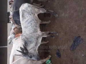 Big Healthy Cows