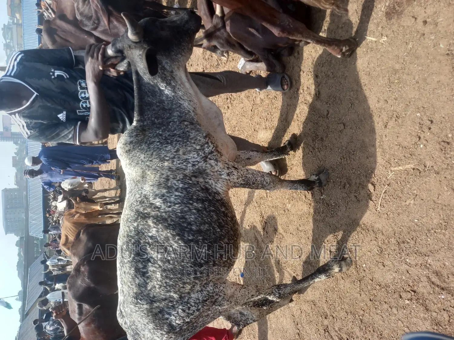 Big Healthy Cows