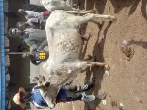 Big Healthy Cows
