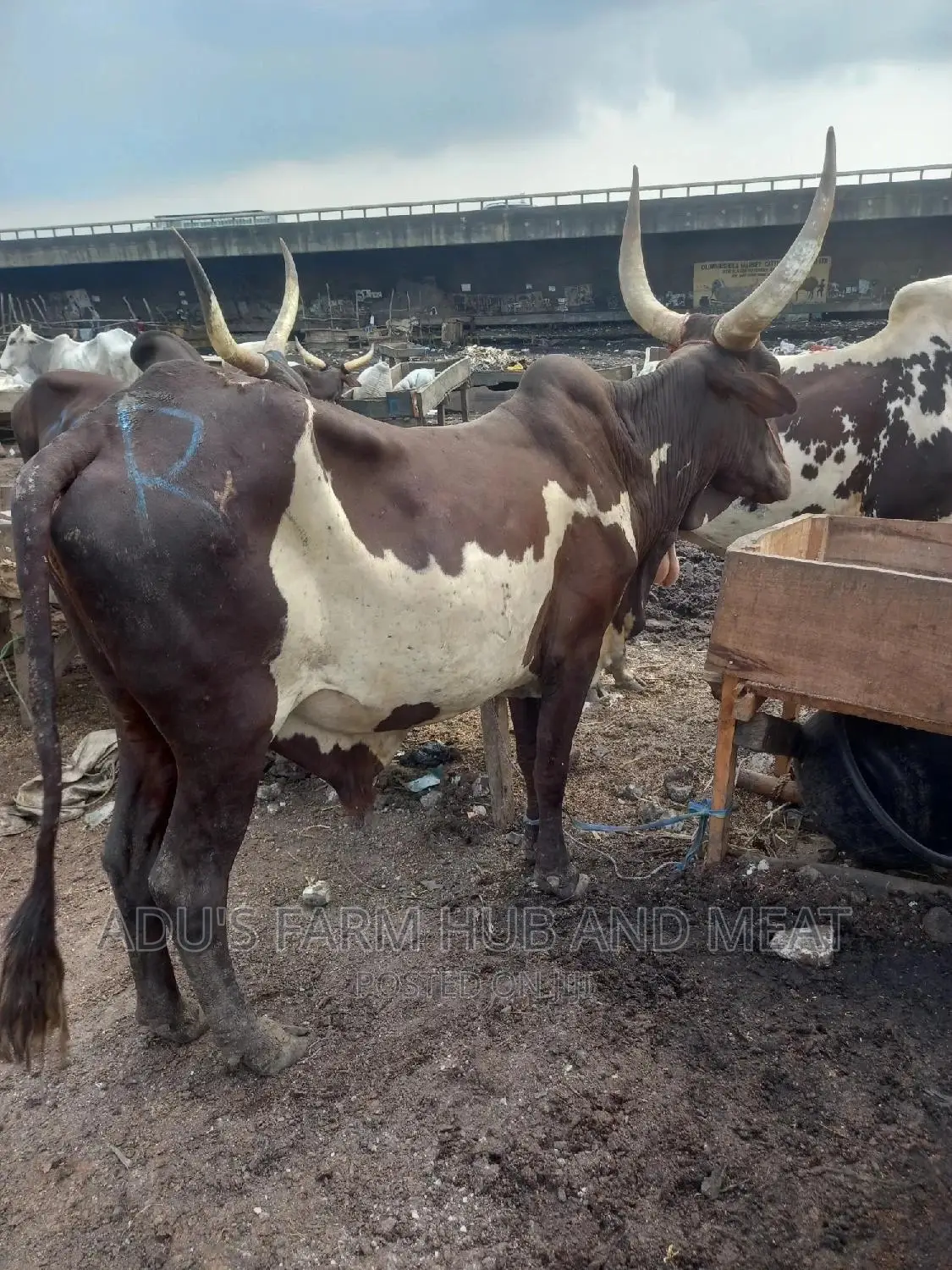 Giant Cows