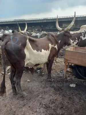 Giant Cows