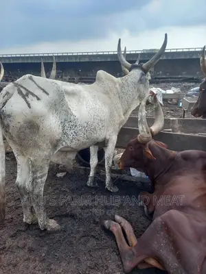 Giant Cows