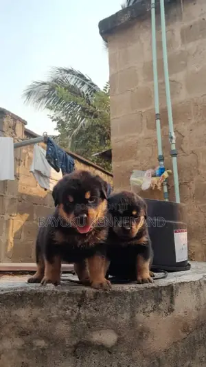 1-3 months Male Purebred Rottweiler