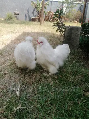 Adult Silky Chickens