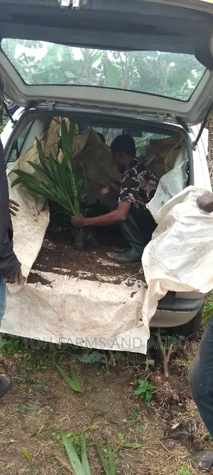 Tenera Oil Palm 9month Old Seedlings