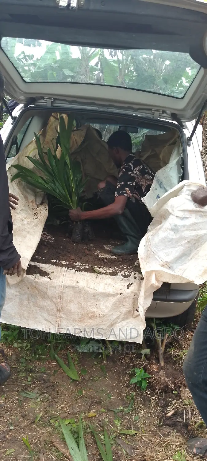 Tenera Oil Palm 9month Old Seedlings