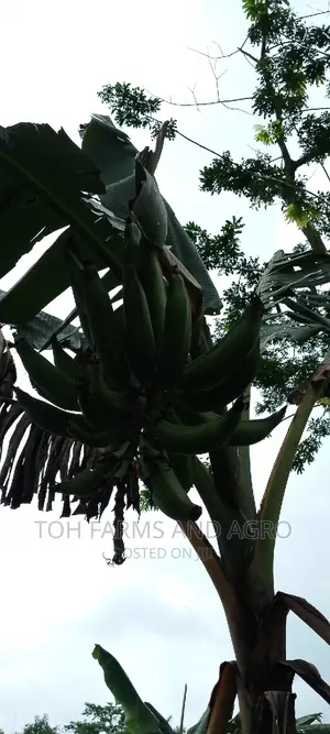 Elephant Giant Plantain Sucker