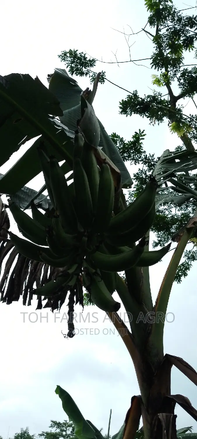 Elephant Giant Plantain Sucker