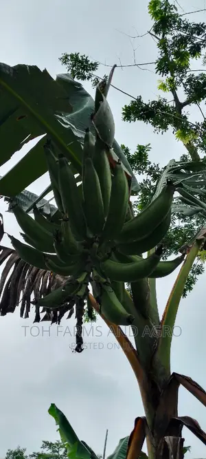 Elephant Giant Plantain Sucker